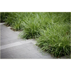 trawa Turzyca japonska Morrowa variegata Tr10