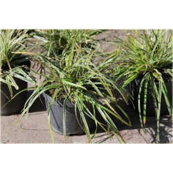 trawa Turzyca japonska Morrowa variegata Tr10