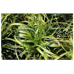trawa Turzyca oszimska Greenwell Tr36