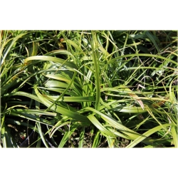 trawa Turzyca oszimska Greenwell Tr36