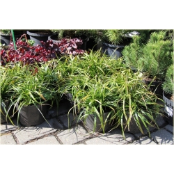 trawa Turzyca oszimska Greenwell Tr36