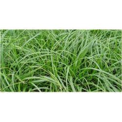 trawa Turzyca oszimska Greenwell Tr36