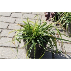 trawa Turzyca oszimska Greenwell Tr36