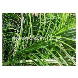 trawa Turzyca palmowa Tr11