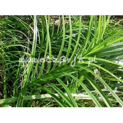 trawa Turzyca palmowa Tr11
