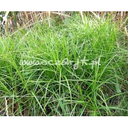 trawa Turzyca palmowa Tr11