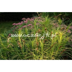 trawa Turzyca palmowa Tr11