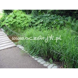 trawa Turzyca palmowa Tr11