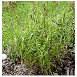 trawa Turzyca palmowa Tr30