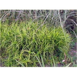 trawa Turzyca palmowa Tr30