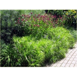 trawa Turzyca palmowa Tr30