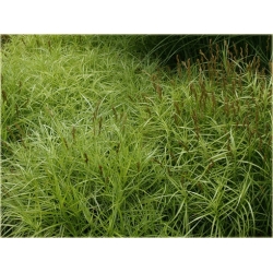 trawa Turzyca palmowa Tr30