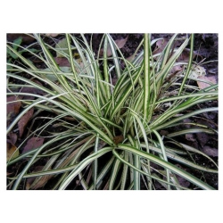 trawa Turzyca Ptasia Łapka Tr31