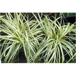 trawa Turzyca Ptasia Łapka Tr31