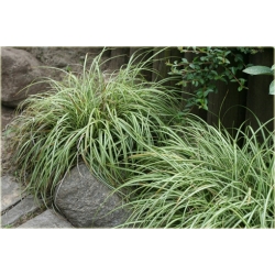 trawa Turzyca Ptasia Łapka Tr31