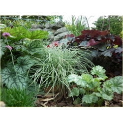 trawa Turzyca Ptasia Łapka Tr31