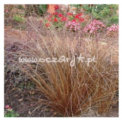 trawa Turzyca włosista Tr5
