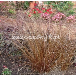 trawa Turzyca włosista Tr5