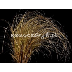 trawa Turzyca włosista Tr5