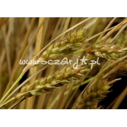 trawa Turzyca włosista Tr5