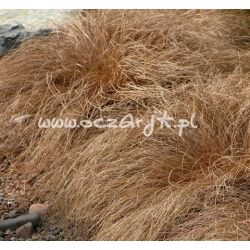 trawa Turzyca włosista Tr5