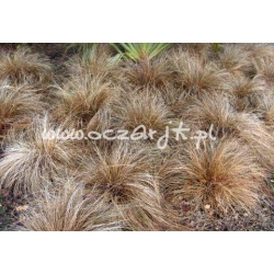 trawa Turzyca włosista Tr5