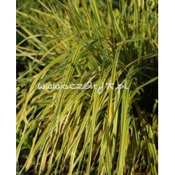 trawa Wyczyniec łąkowy Tr1