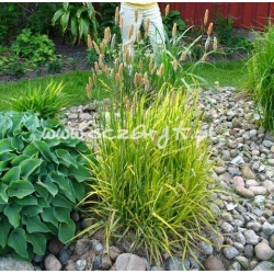 trawa Wyczyniec łąkowy Tr1