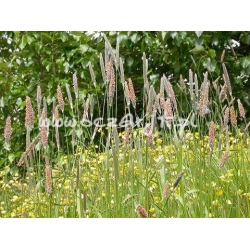 trawa Wyczyniec łąkowy Tr1