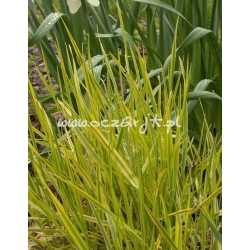 trawa Wyczyniec łąkowy Tr1