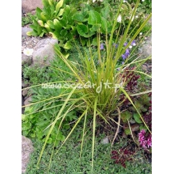 trawa Wyczyniec łąkowy Tr1