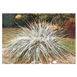 trawa Wydmuchrzyca piaskowa Tr4