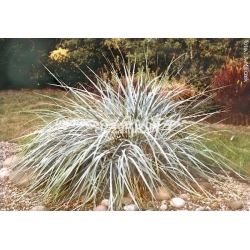 trawa Wydmuchrzyca piaskowa Tr4