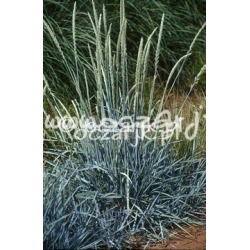trawa Wydmuchrzyca piaskowa Tr4