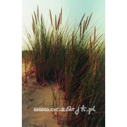 trawa Wydmuchrzyca piaskowa Tr4