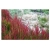 trawa Imperata Red Baron Tr9