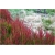 trawa Imperata Red Baron Tr9