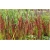 trawa Imperata Red Baron Tr9