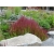 trawa Imperata Red Baron Tr9
