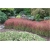 trawa Imperata Red Baron Tr9
