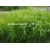trawa Turzyca Graya Tr8