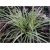 trawa Turzyca japonska Morrowa variegata Tr10
