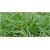 trawa Turzyca oszimska Greenwell Tr36