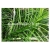 trawa Turzyca palmowa Tr11