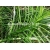 trawa Turzyca palmowa Tr11