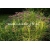 trawa Turzyca palmowa Tr11