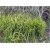 trawa Turzyca palmowa Tr30