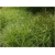 trawa Turzyca palmowa Tr30