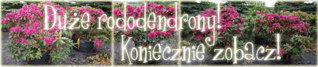 Rododendrony, azalie, różaneczniki, jak uprawiać rododendrony, nawożenie rododendronów, choroby rododendronów