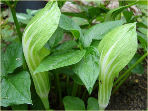 Arizema amurska Arisaema amurense